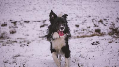 Dog walk winter 4k wallpaper