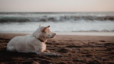 Dog white beach 4k wallpaper