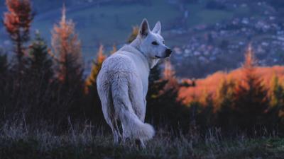 Dog white pet 4k wallpaper