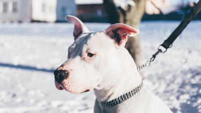 Dog white shepherd collar leash 4k wallpaper