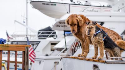 Dogs boat couple 4k wallpaper
