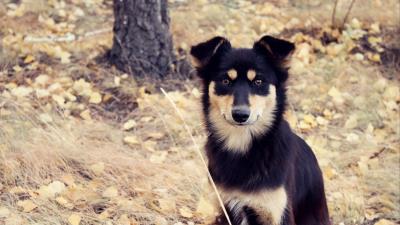 Dogs fall sit fluff 4k wallpaper