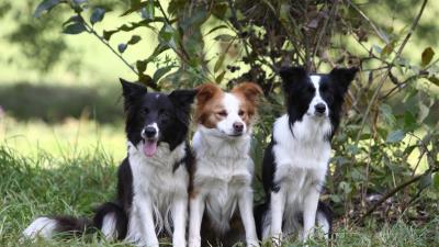 Dogs grass sitting tree branch bush thre 4k wallpaper