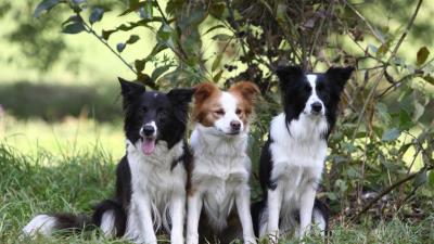 Dogs grass sitting tree branch bush three 4k wallpaper