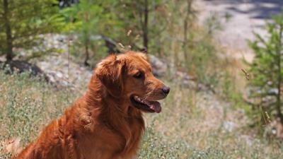 Dogs grass waiting sittin 4k wallpaper