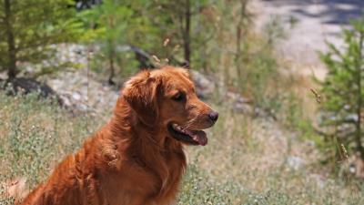 Dogs grass waiting sitting 4k wallpaper