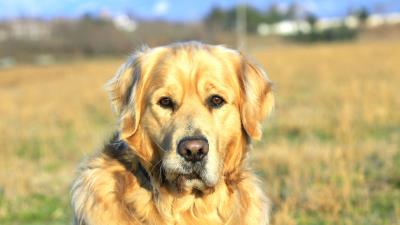 Dogs labrador face colla 4k wallpaper