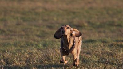 Dogs running grass field directio 4k wallpaper