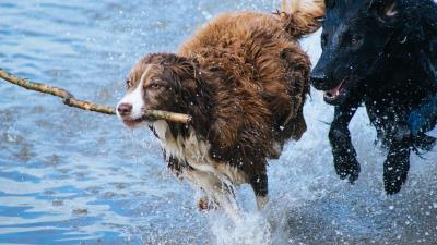 Dogs stick running splashing playful 4k wallpaper