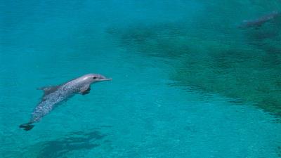 Dolphin shallow water swim 4k wallpaper