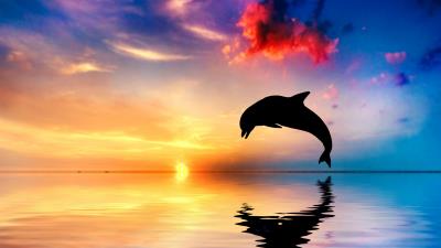 Dolphin sunset beautiful ocean 5 4k wallpaper