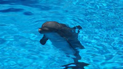 Dolphin water ripples 4k wallpaper