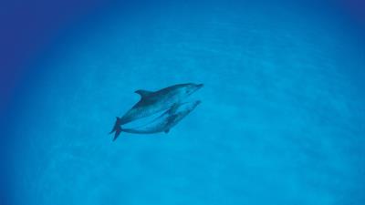 Dolphins love ocea 4k wallpaper