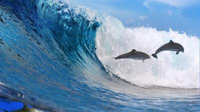 Dolphins ocean wave freedom 4k wallpaper