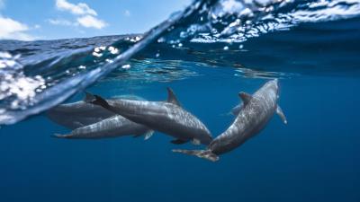 Dolphins underwater hd 4k wallpaper