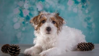 Domestic dog cairn terrier fluffy dog 4k wallpaper