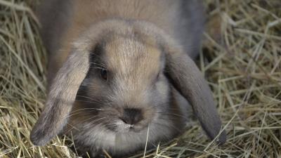 Dwarf rabbit rabbit down ears hay 4k wallpaper