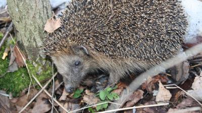 Edgehog grass leaves autumn 4k wallpaper