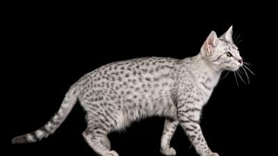 Egyptian mau cat color spotted 4k wallpaper