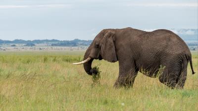 Elephant animal tusks 4k wallpaper