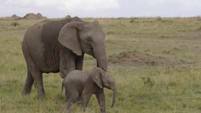 Elephant baby elephant love africa nature 4k wallpaper