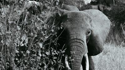 Elephant bw walking wildlife 4k wallpaper