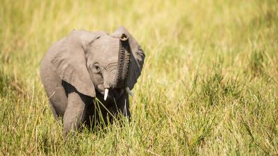 Elephant cub trunk 4k wallpaper