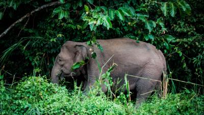 Elephant grass trees 4k wallpaper
