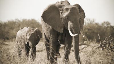 Elephant nature black and white tusk 4k wallpaper