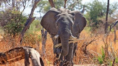 Elephant safari africa trunk 4k wallpaper