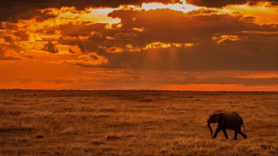 Elephant savanna sunset 4k wallpaper