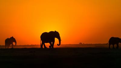 Elephant sunset silhouette 4k wallpaper