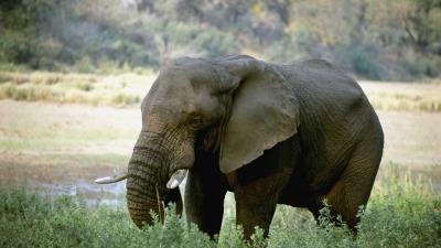 Elephant tusks africa 4k wallpaper