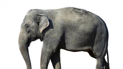 Elephant white background large 4k wallpaper