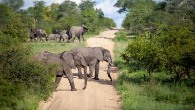 Elephants animals savannah 4k wallpaper