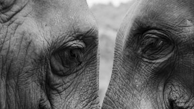 Elephants love bw 4k wallpaper