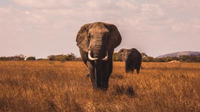 Elephants walk grass 4k wallpaper