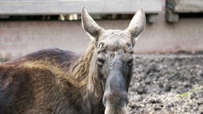 Elk face ears 4k wallpaper