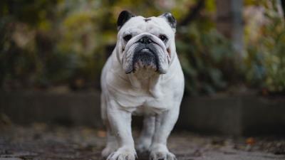 English bulldog bulldog dog 4k wallpaper