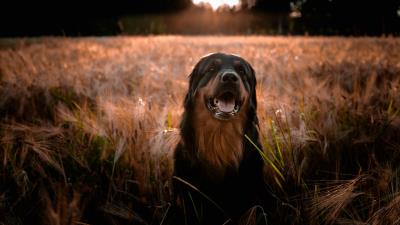 Estrela mountain dog dog muzzle 4k wallpaper