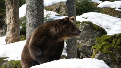 Eurasian bear bear winter snow trees 4k wallpaper