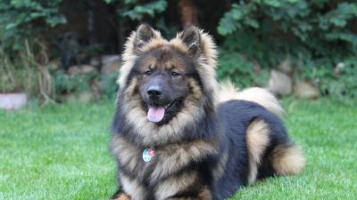 Eurasier eurasian dog dog lies 4k wallpaper