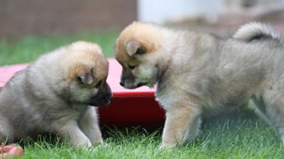 Eurasier puppies dogs playful 4k wallpaper