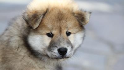 Eurasier puppy dog 4k wallpaper