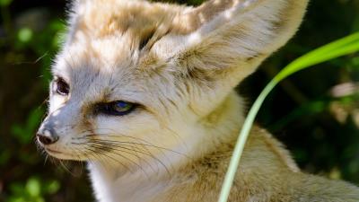 Fennec fox cute animal 4k wallpaper