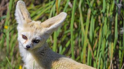 Fennec fox cute grass 4k wallpaper