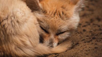 Fennec fox fox cute 4k wallpaper