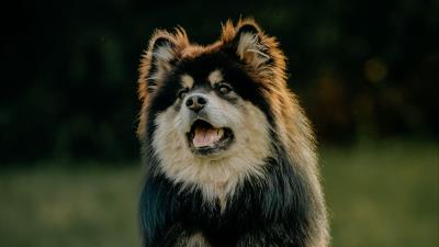 Finnish lapphund dog protruding tongue 4k wallpaper