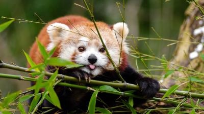 Fire panda red panda sticking out tongue 4k wallpaper