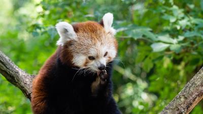 Fire panda small panda red panda 4k wallpaper